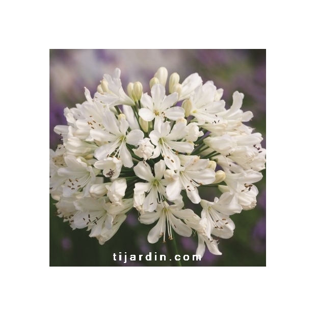 Agapanthus 'Snow Crystal' Agapanthus 'Snow Crystal'