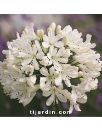 Agapanthe 'Snow Crystal'