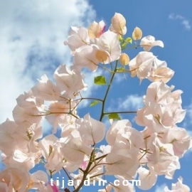 Bougainvillea 'Ada's Joy'