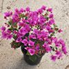 Bougainvillea 'Royal Purple'