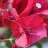 Bougainvillea 'Rubiana'