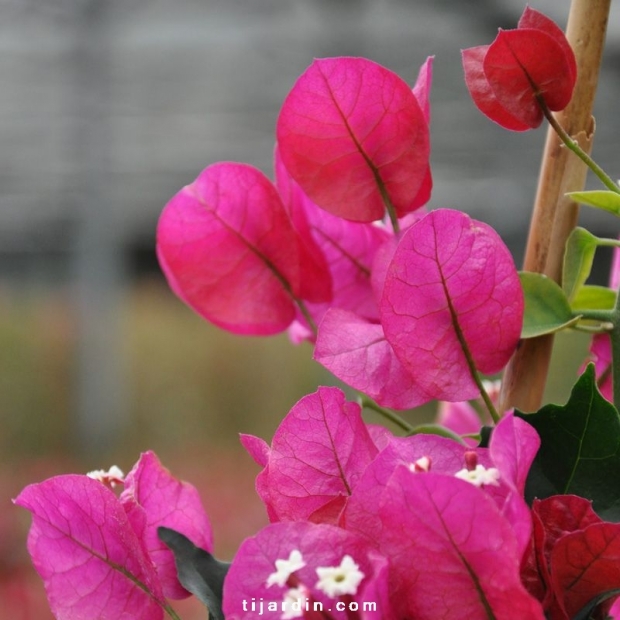 Bougainvillea 'Rubiana'