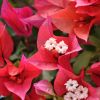 Bougainvillea 'Ruby'