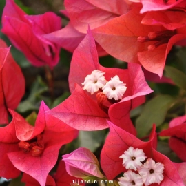 Bougainvillea 'Ruby'