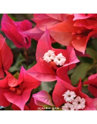 Bougainvillier 'Ruby'