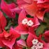 Bougainvillier 'Ruby'