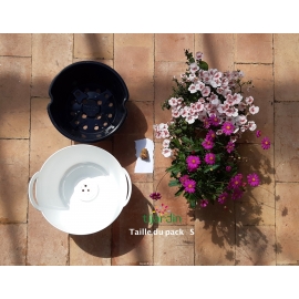 Pack 'prêt a planter' Taille S