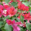 Bougainvillea 'Ruby'