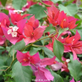 Bougainvillea 'Ruby'