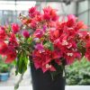 Bougainvillea 'Ruby'