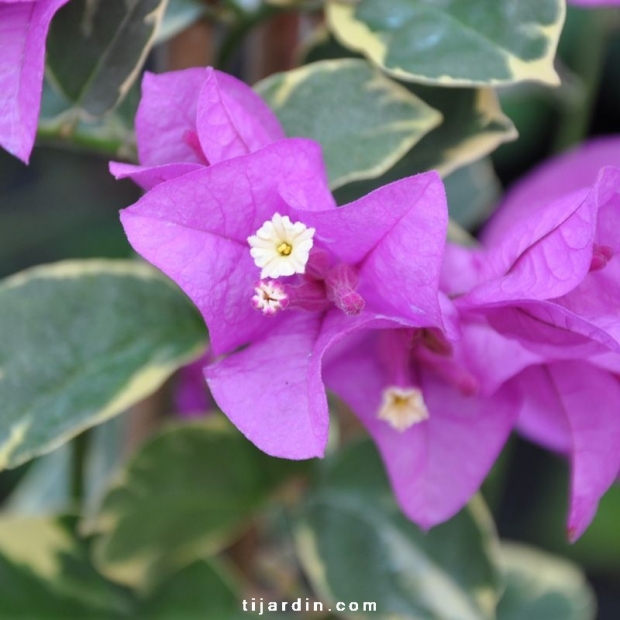 Bougainvillea 'Rumba'