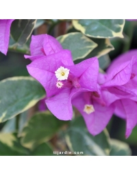 Bougainvillier 'Rumba'