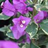 Bougainvillea 'Rumba'