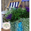 Pack 'prêt a planter' Balcon maxi