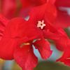 Bougainvillea 'Salsa'