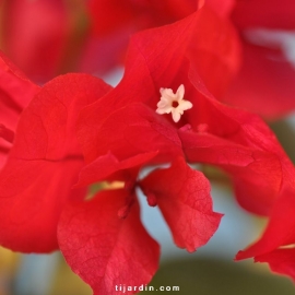 Bougainvillea 'Salsa'