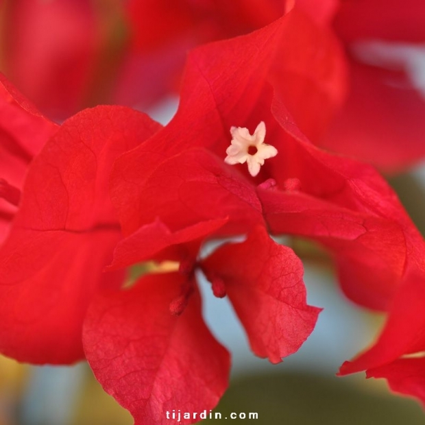 Bougainvillea 'Salsa'