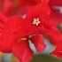 Bougainvillier 'Salsa'