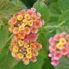 Lantana camara 'Orange de Corse'