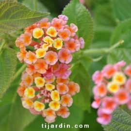 Lantana camara 'Orange de Corse'