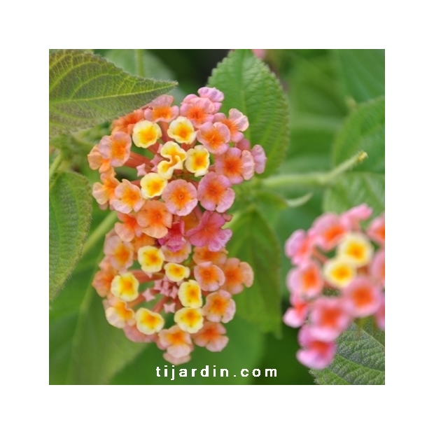 Lantana camara 'Orange de Corse'