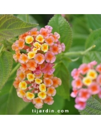 Lantana camara 'Orange de Corse'