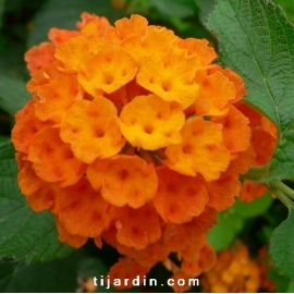 Lantana camara 'Orange de Corse'