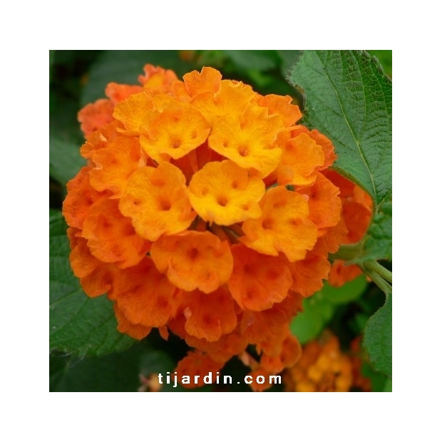 Lantana camara 'Orange de Corse'