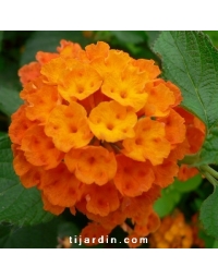 Lantana camara 'Orange Pur'