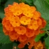 Lantana camara 'Orange Pur'