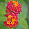 Lantana camara 'Violet de Corse'