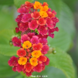 Lantana camara 'Violet de Corse'