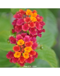 Lantana camara 'Violet de Corse'