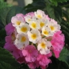 Lantana camara 'Violet de Corse'