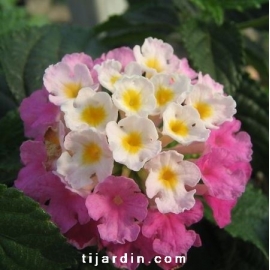 Lantana camara 'Violet de Corse'