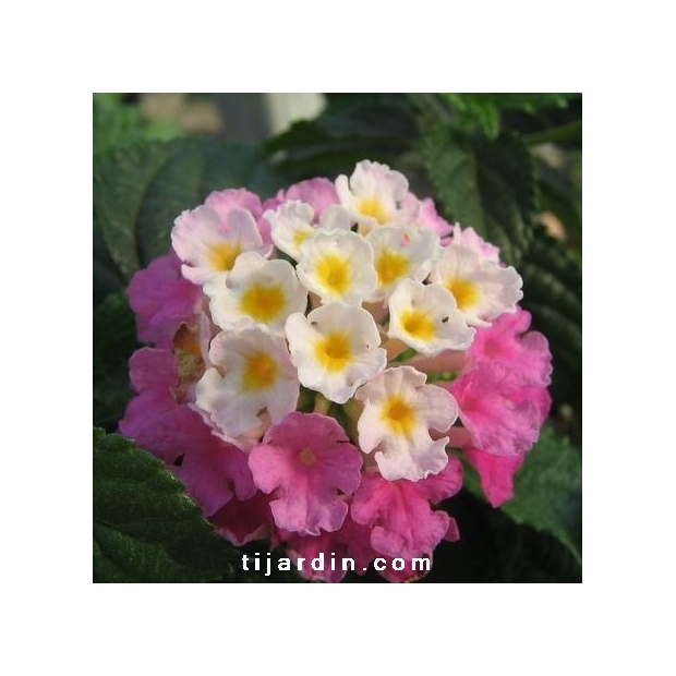 Lantana camara 'Violet de Corse'