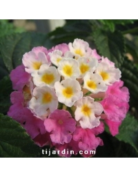 Lantana camara 'Framboisine'