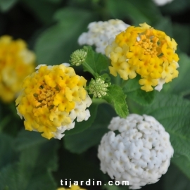 Lantana camara 'Ambré'