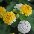 Lantana camara 'Méli Mélo'