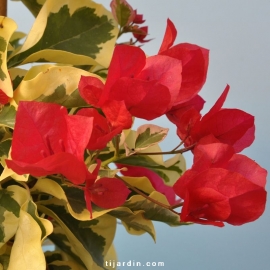 Bougainvillea 'Salsa'