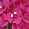 Bougainvillea 'San Diego Grenat'