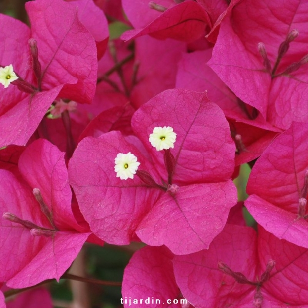 Bougainvillea 'San Diego Grenat' Bougainvillea 'San Diego Grenat'