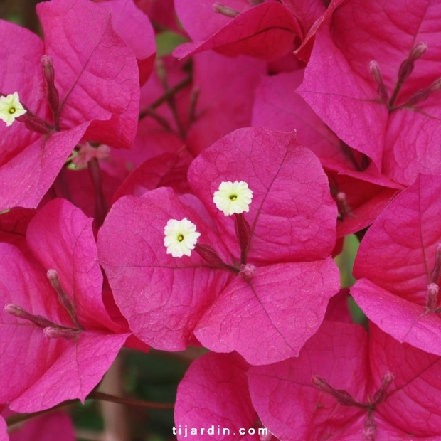 Bougainvillea 'San Diego Grenat'