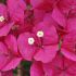 Bougainvillier 'San Diego Grenat'