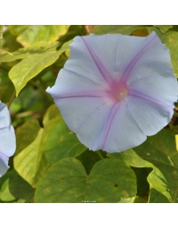 Ipomoea Indica 'Edith Piaf'