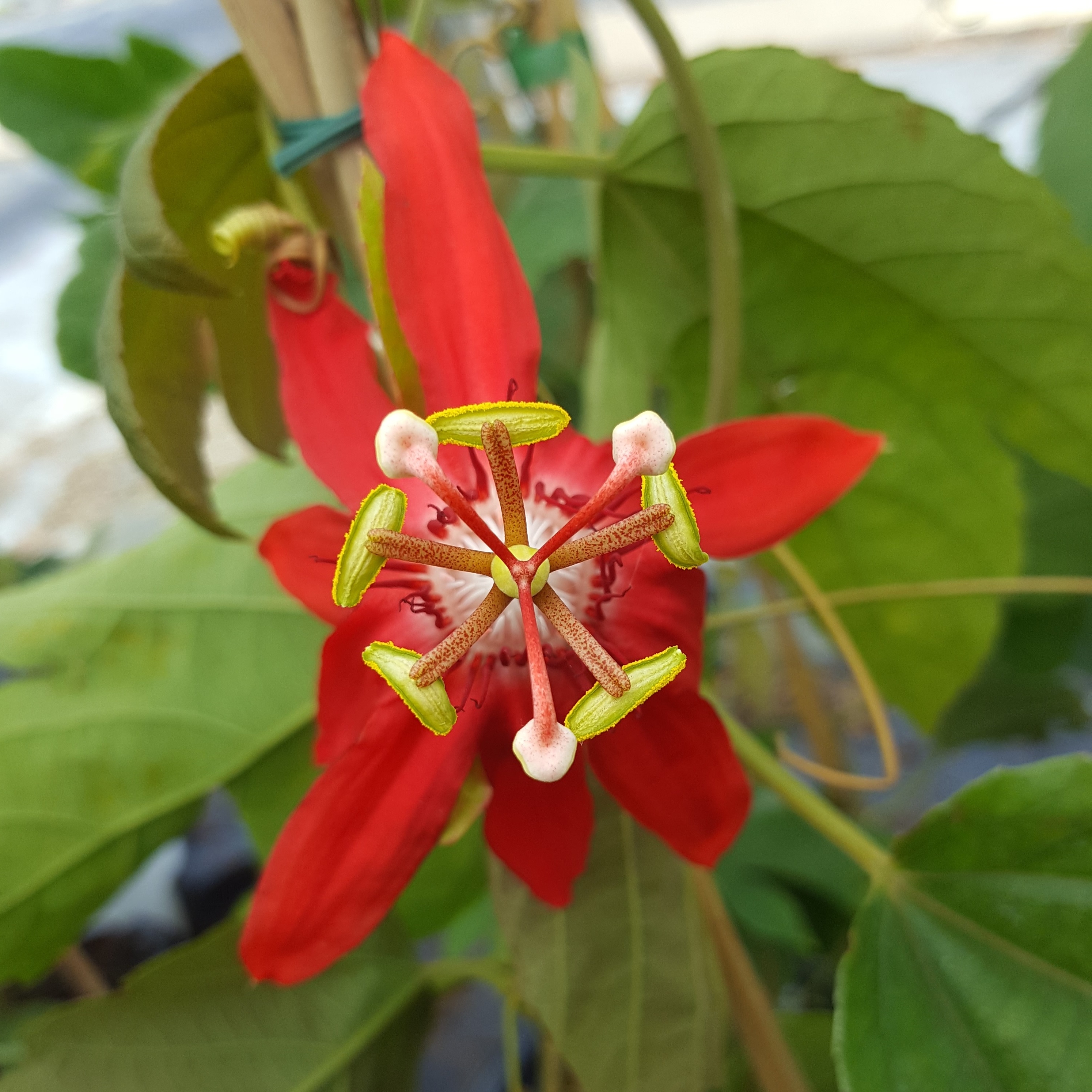 Passiflore Vitifolia : fleur tropicale & Fruits de la Passion - Tijardin