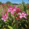 Nerium oleander 'Cap Saint Vincent'