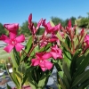 Nerium oleander 'Italia'