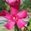 Nerium oleander 'Italia'