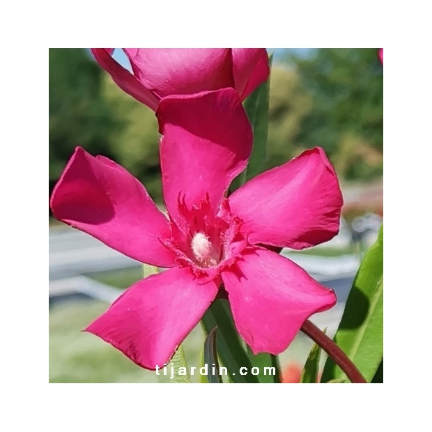 Nerium oleander 'Italia'